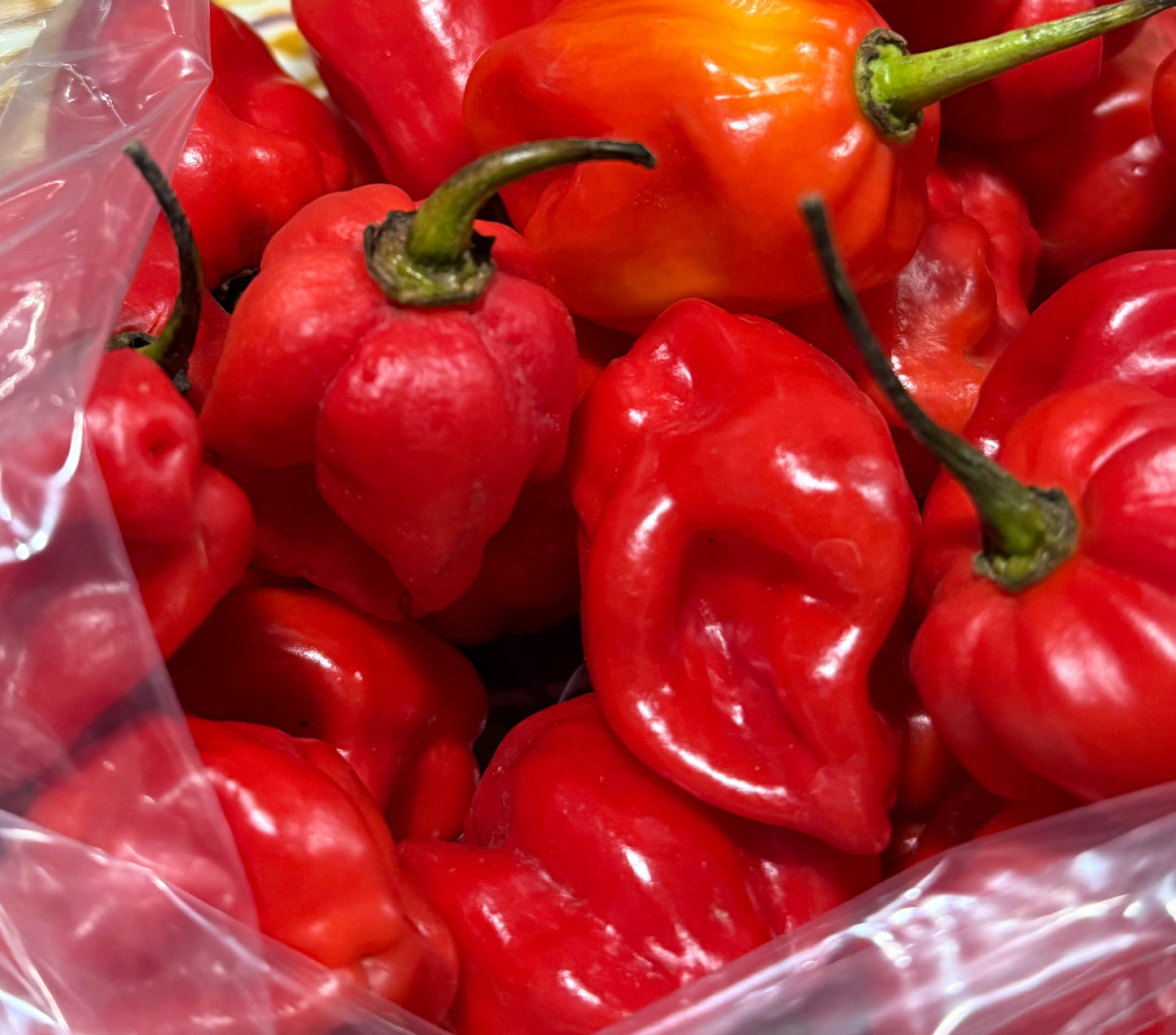 RED HABANERO PEPPER - 9.2 oz (262 g)
